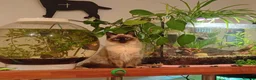 Ragdoll cats for sale: Stunning Fluffy Ragdolls. - Advert 9