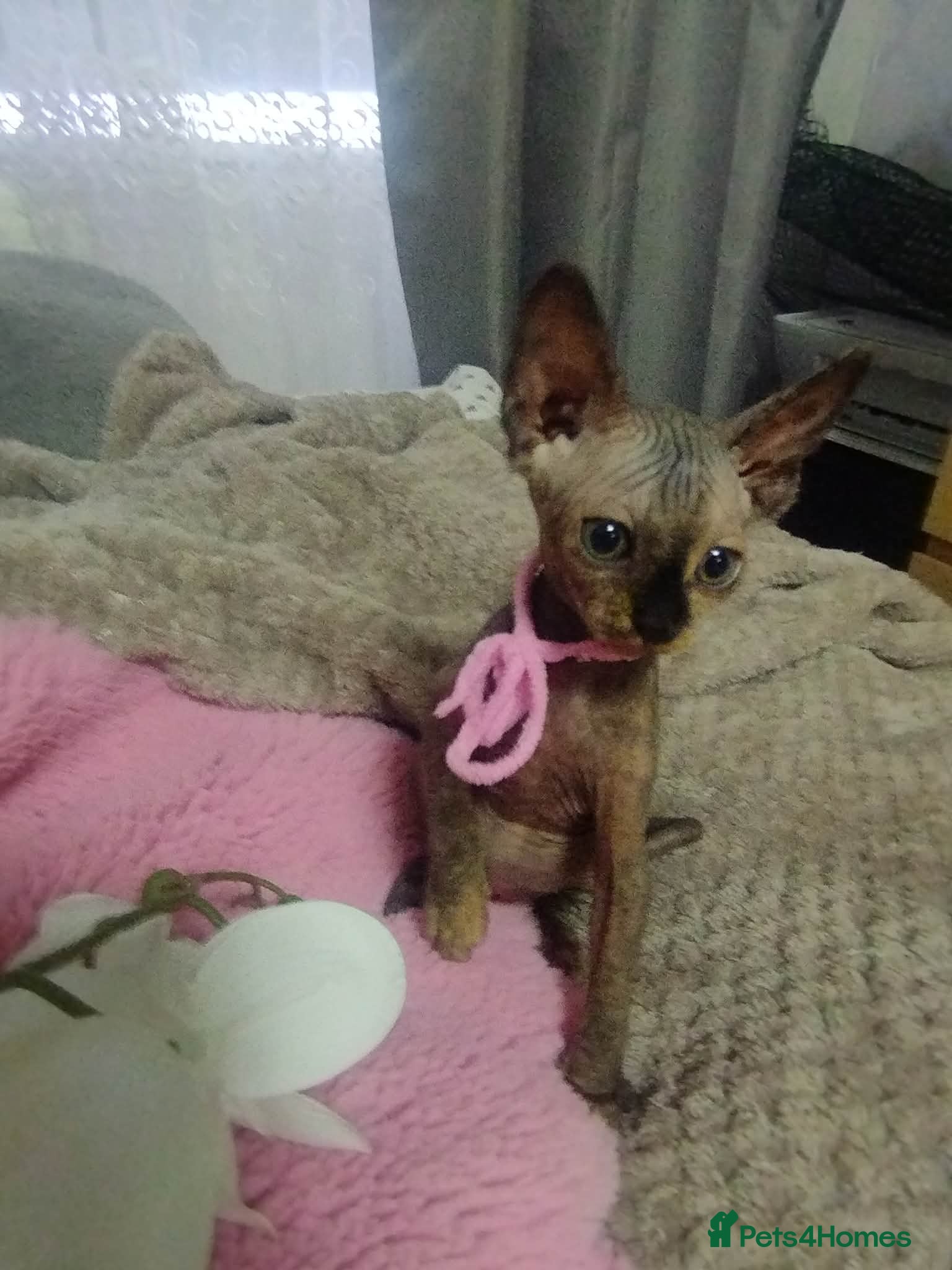 Sphynx cats Beautiful 4 girls kittens - Advert 2