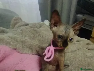 Sphynx cats Beautiful 4 girls kittens - Advert 2
