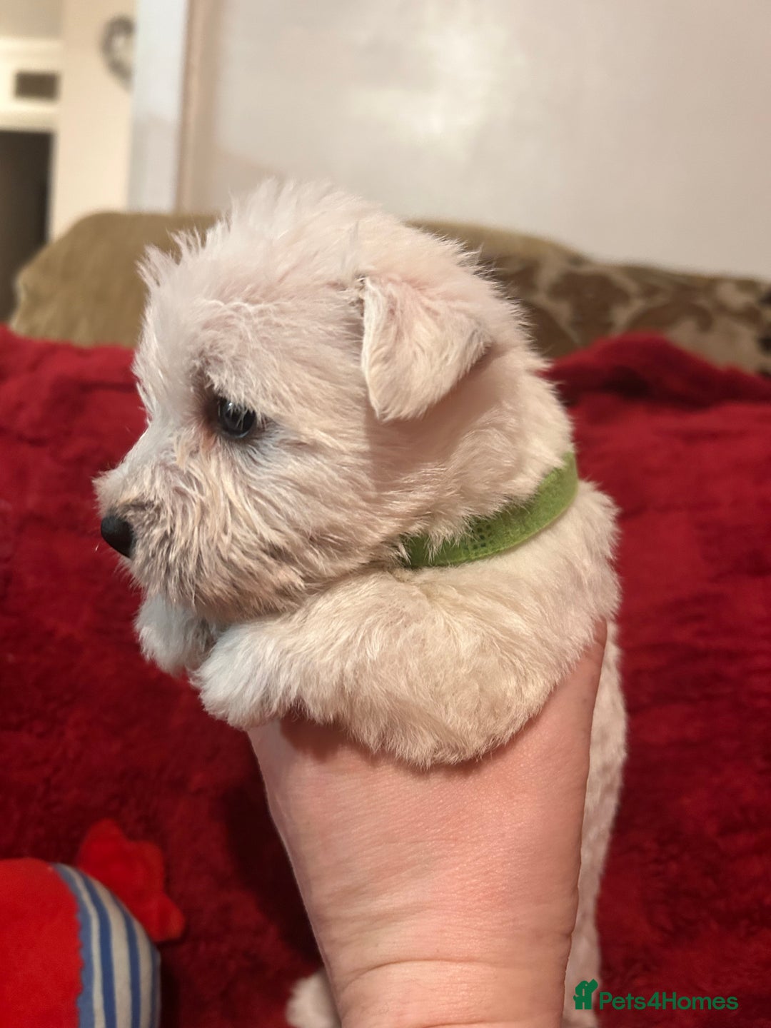 West Highland Terrier dogs for sale: West highland puppies - Advert 29