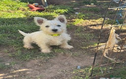 West Highland Terrier dogs for sale: West highland terrier  - Image 2