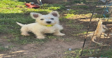 West Highland Terrier dogs - Advert 4