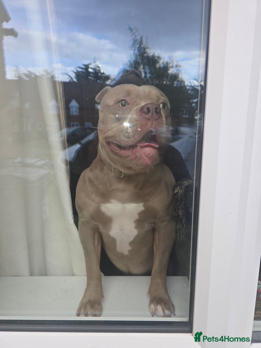 American Bully dogs for sale: Male pocket bully for rehoming - Advert 7