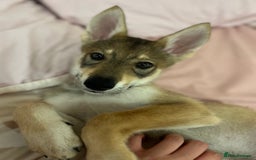 Mixed Breed dogs for sale: 💛Pomsky & Czechoslovakian Wolfdog Puppy Sisters🤎 - Image 7
