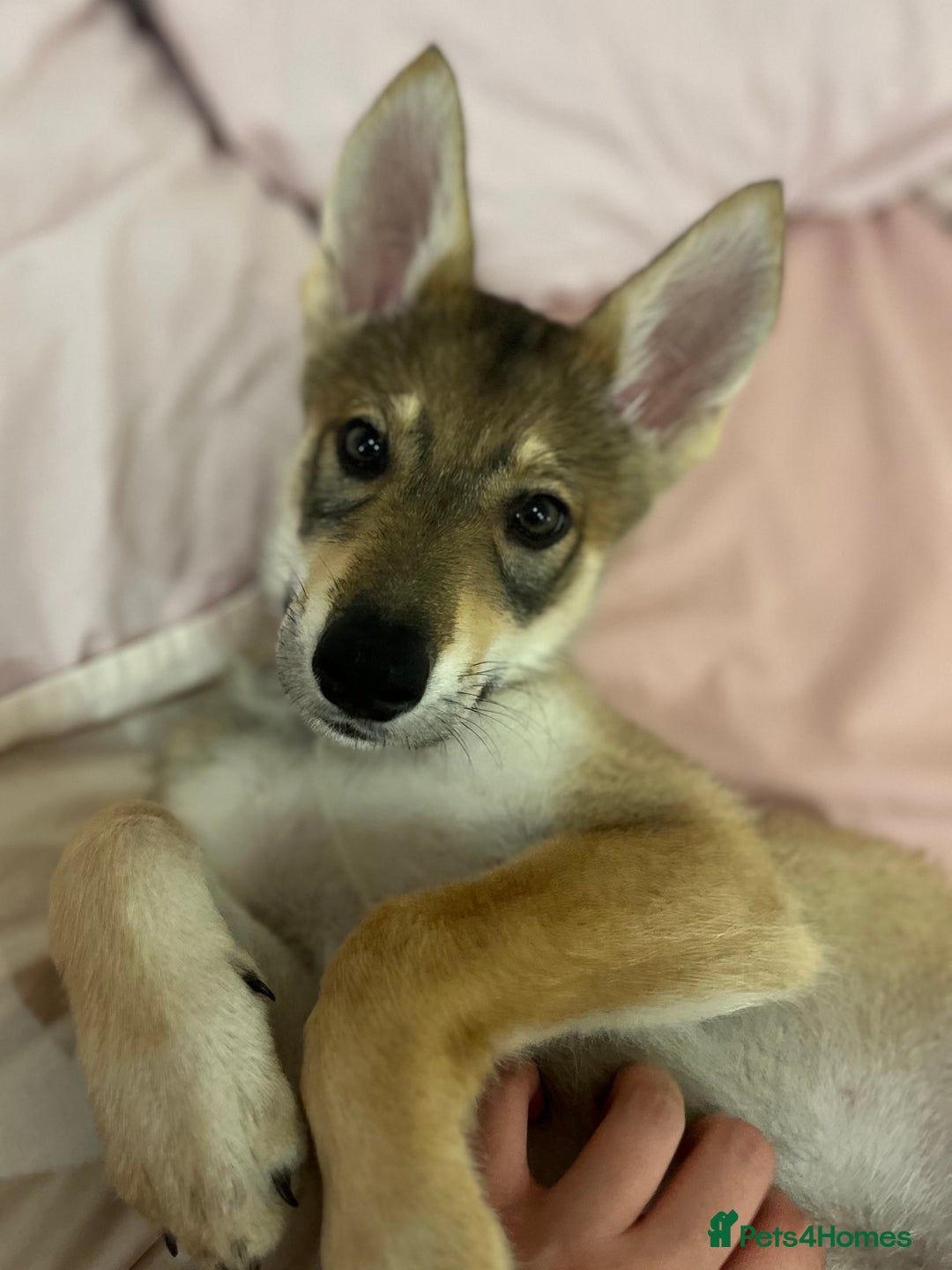 Mixed Breed dogs for sale: 💛Pomsky & Czechoslovakian Wolfdog Puppy Sisters🤎 - Image 7