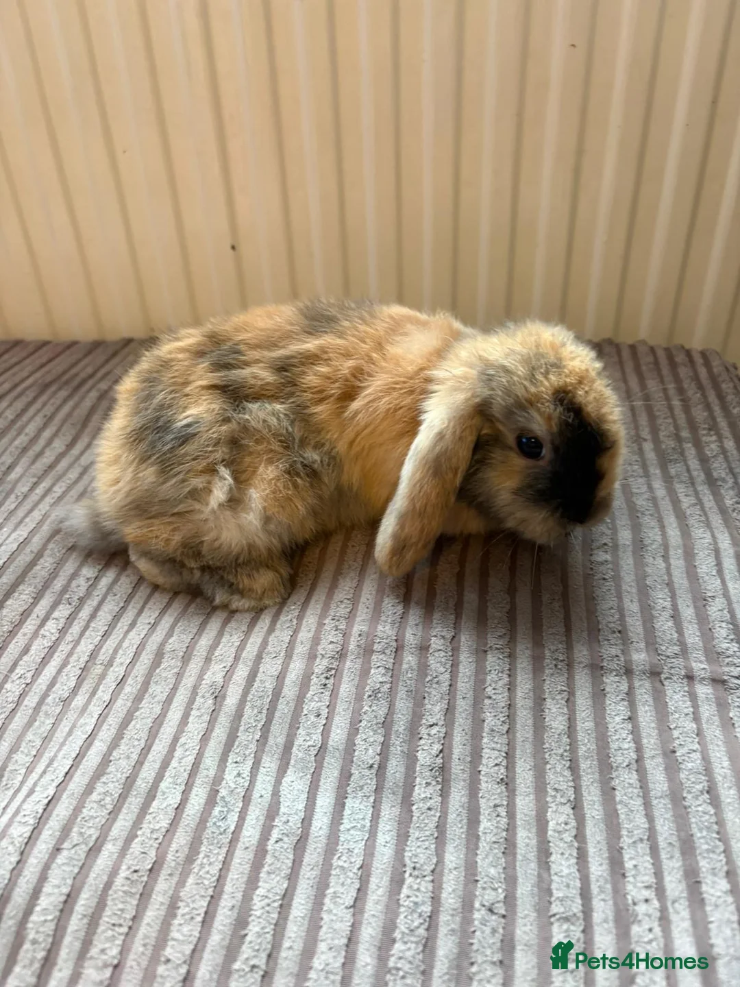 Mini Lion Lop rabbits for sale: Family raised mini lion lops - Advert 1
