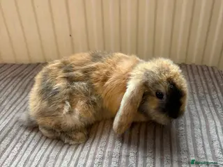 Mini Lion Lop rabbits Family raised mini lion lops - Advert 2