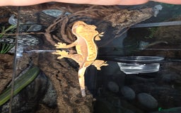 Gecko reptiles for sale: Crested geckos  - Image 10