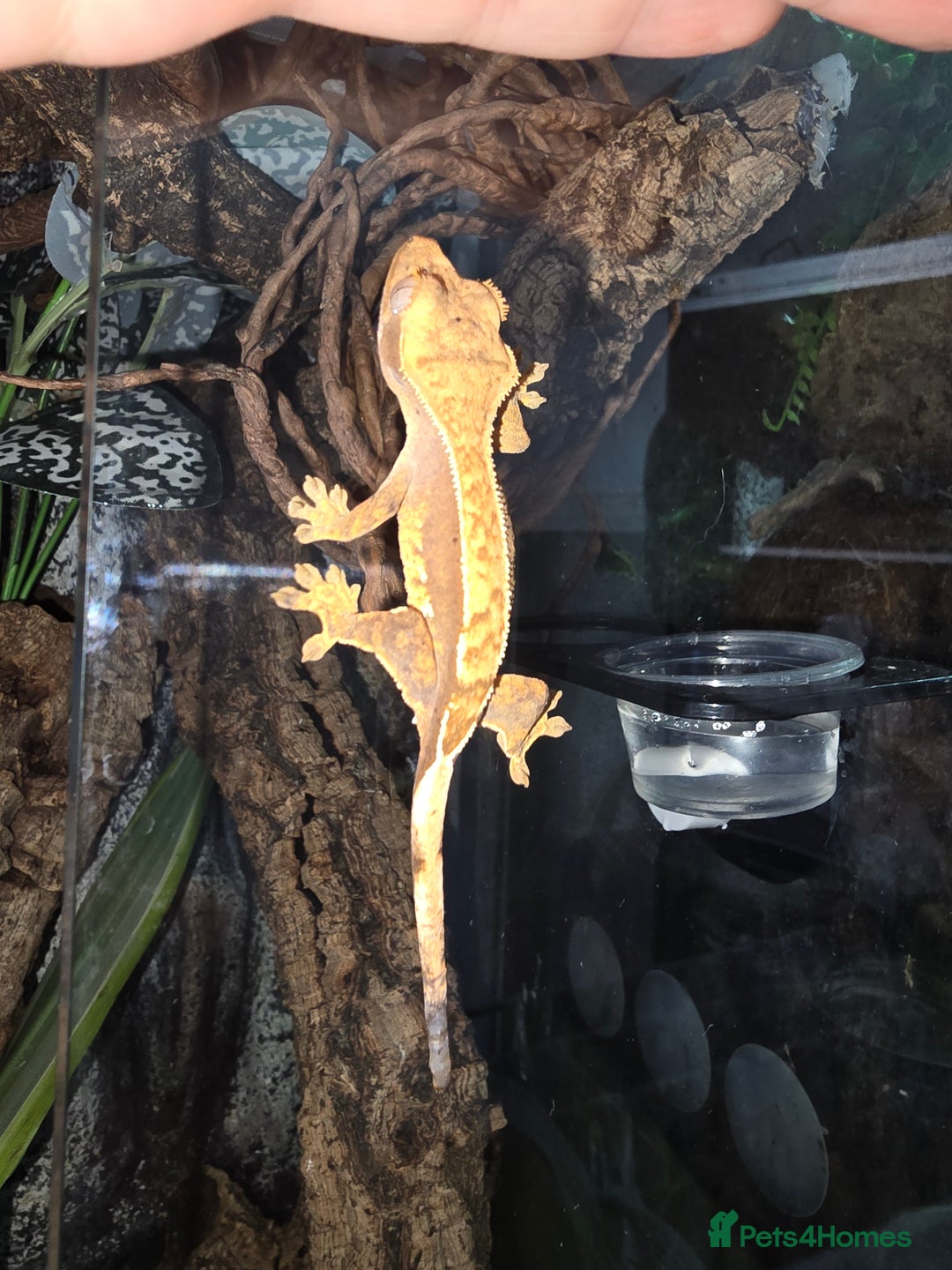 Gecko reptiles for sale: Crested geckos  - Image 10