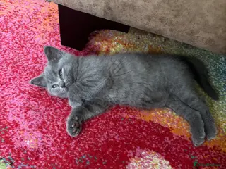 British Shorthair cats Beautiful Bsh&scottish fold - Advert 3