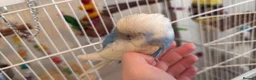 Budgerigars birds for sale: 3 male budgies with cage & toys - Advert 7