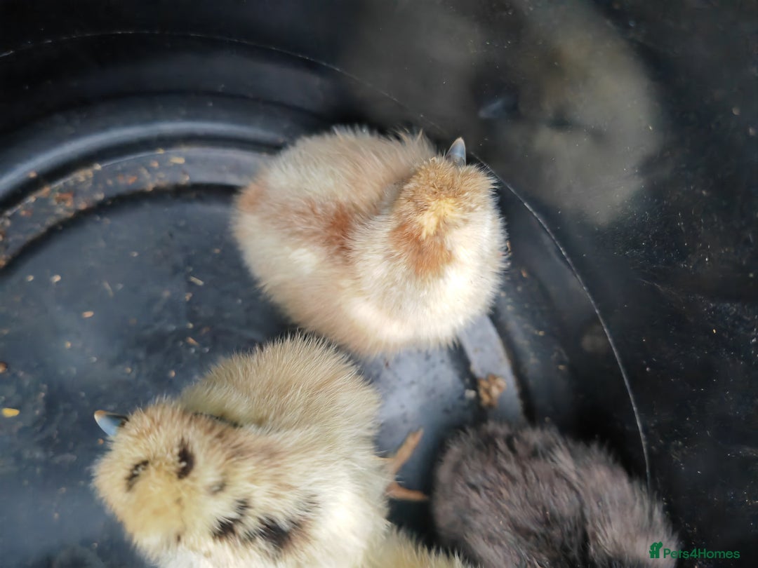 Chickens poultry for sale: USA silkie, jumbo coturnix, celadon quails - Image 27