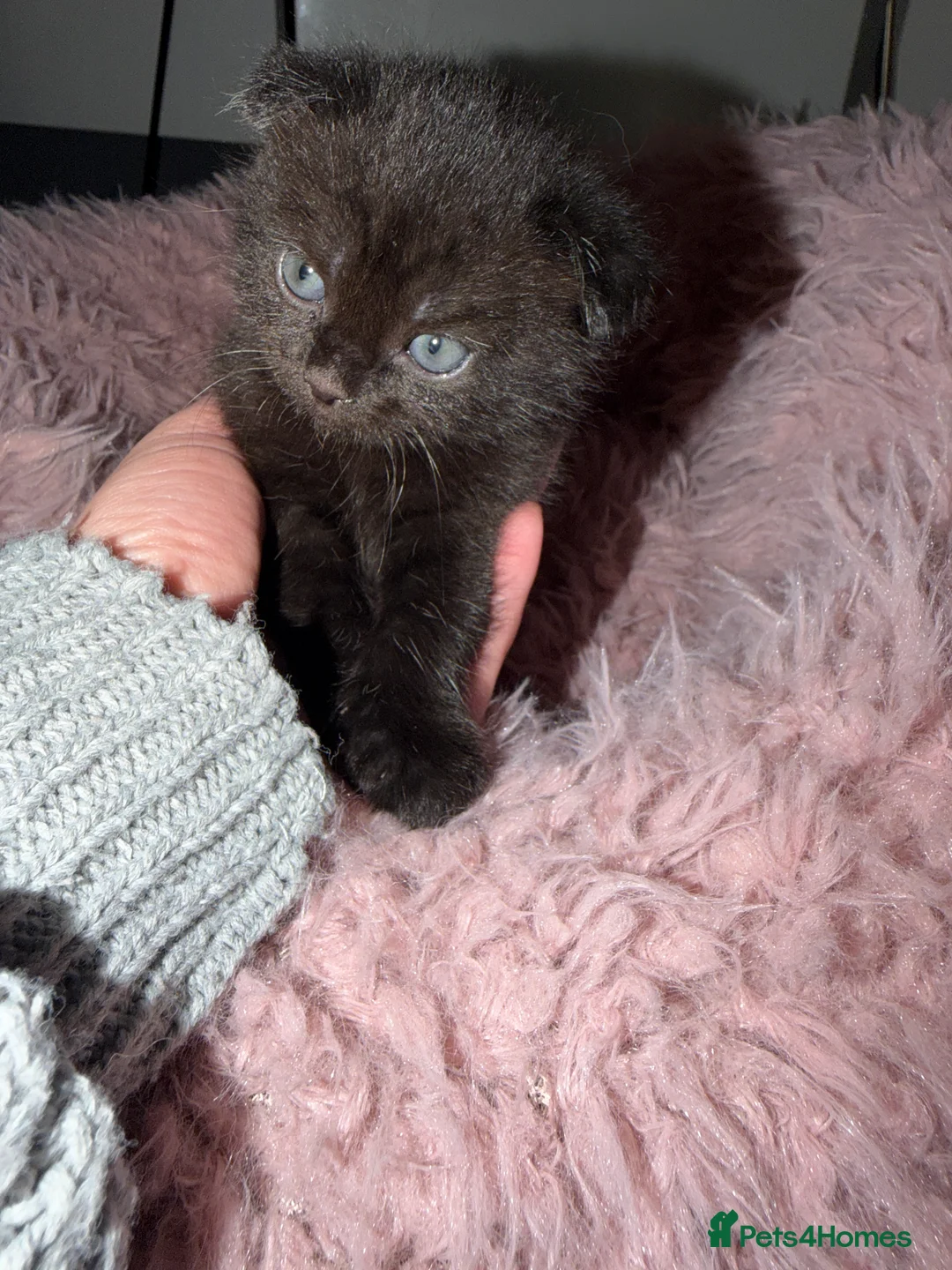 Mixed Breed cats for sale: British Shorthair and Scottish Fold kittens - Advert 2