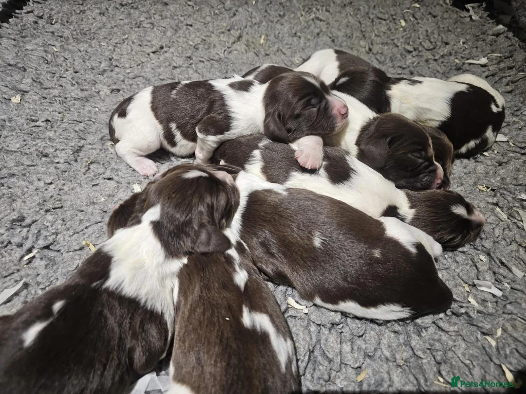 English Springer Spaniel dogs for stud: FIELD TRIAL WINNER, ENGLISH SPRINGER STUD DOG in Bristol - Advert 9