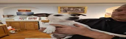 Mixed Breed dogs for sale: Mum jack russell dad jack russell cross dachshund  in Penzance - Advert 1