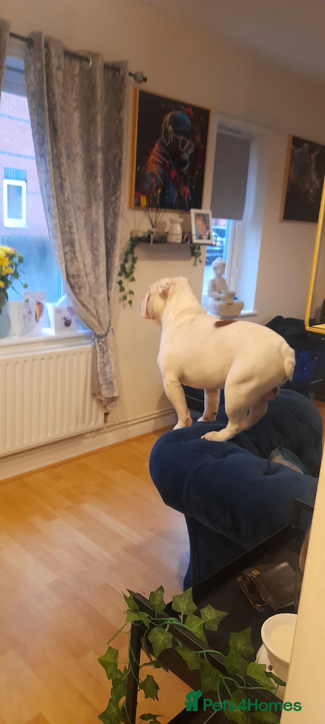 English Bulldog dogs for stud: Finest bred English Bulldog  - Advert 2