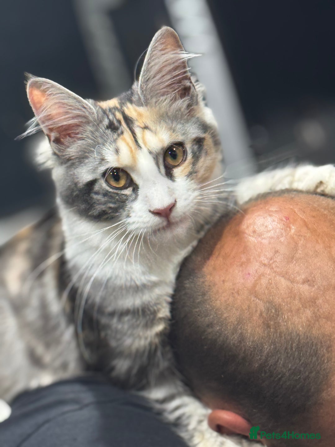 Maine Coon cats for sale: 6 months old female Mainecoon  - Image 1
