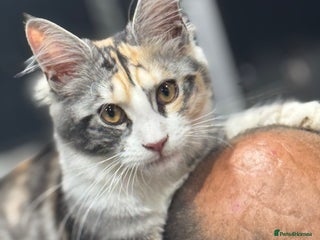 Maine Coon cats - Advert 25