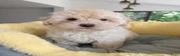 Maltipoo dogs for sale: F1 Maltipoo Puppies For Sale  - Advert 12