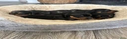 Miniature Dachshund dogs for sale: Miniature dachshund puppies - Advert 8