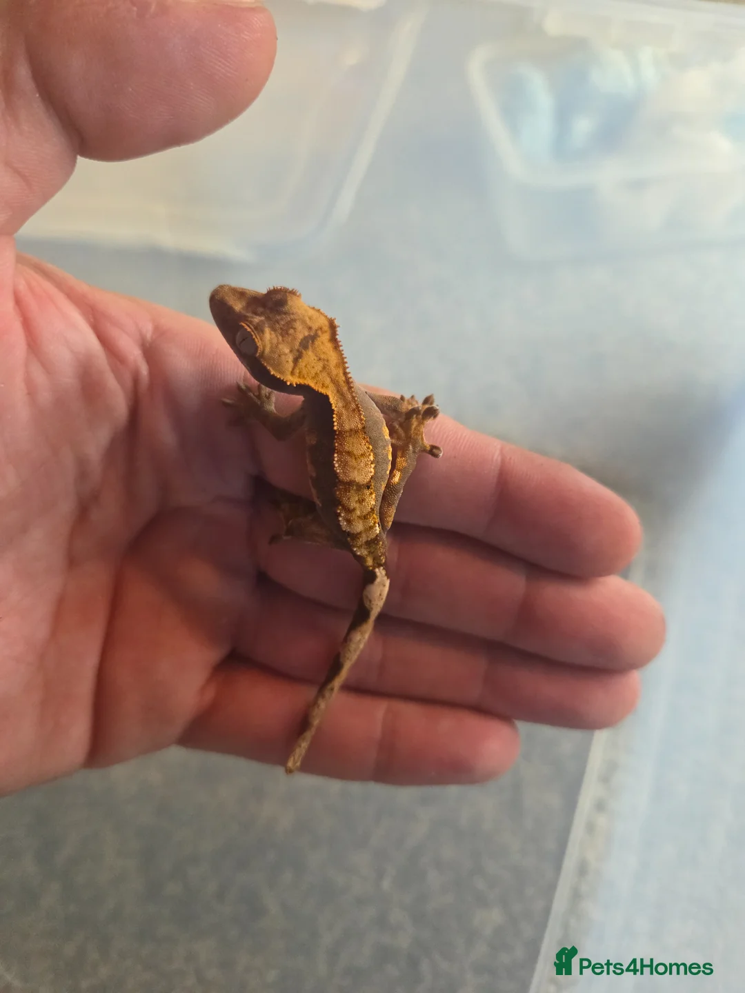 Gecko reptiles for sale: 2 crested babies for sale. - Advert 1