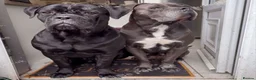 Cane Corso dogs for sale: Reduced! Champion Bloodline Cane Corso Puppies - Advert 9