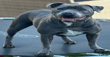 Staffordshire Bull Terrier dogs - Advert 9
