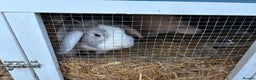 Mixed Breed rabbits for sale: 2 mini lop x French female rabbits for sale - Advert 3