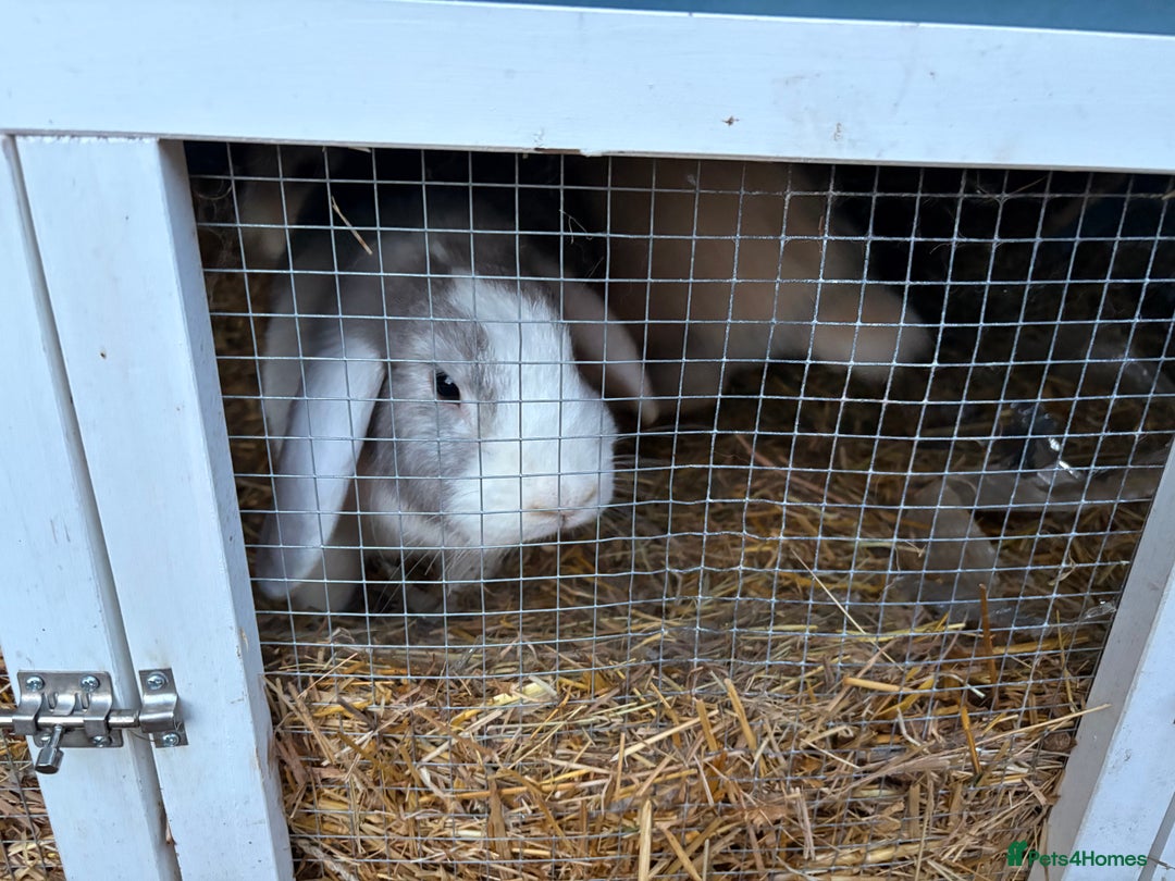 Mixed Breed rabbits for sale: 2 mini lop x French female rabbits for sale - Advert 3