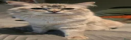 Mixed Breed cats for sale: British blue mixed ragdoll  in Edinburgh - Advert 2