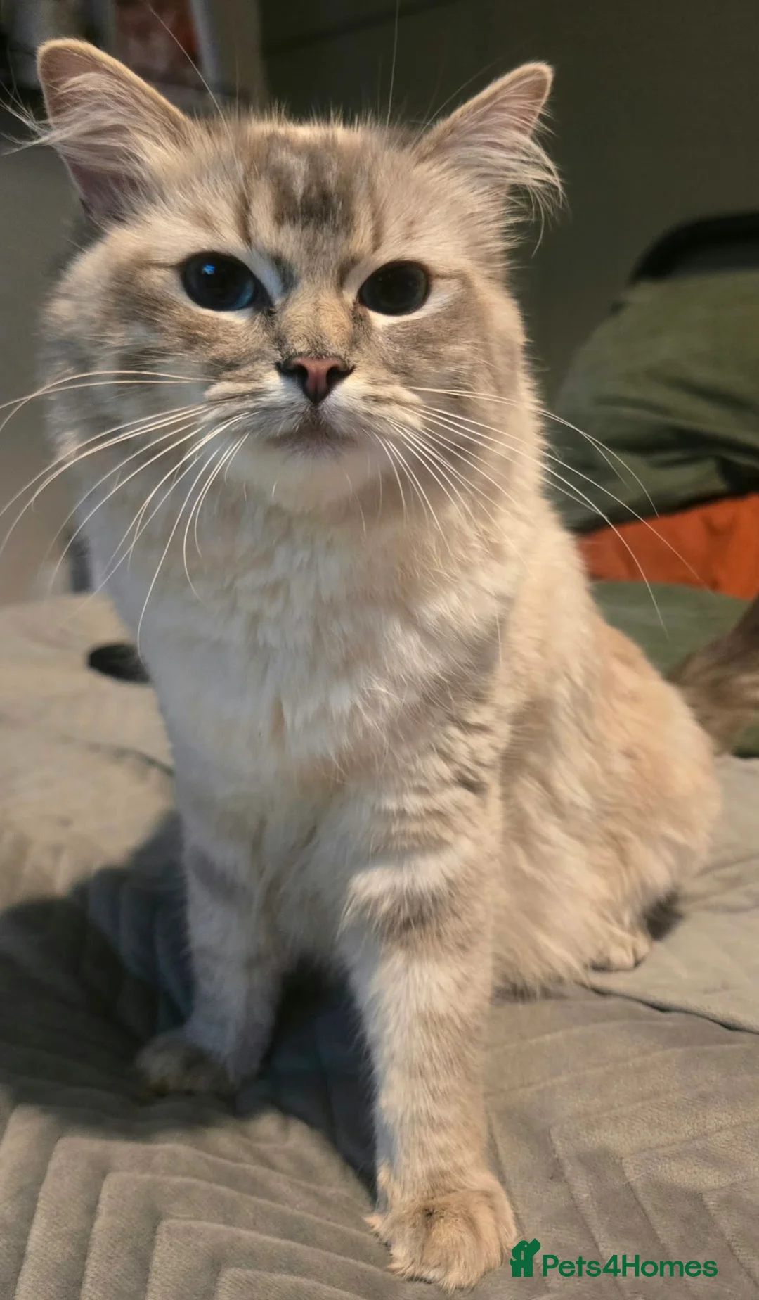 Mixed Breed cats for sale: British blue mixed ragdoll  in Edinburgh - Advert 2