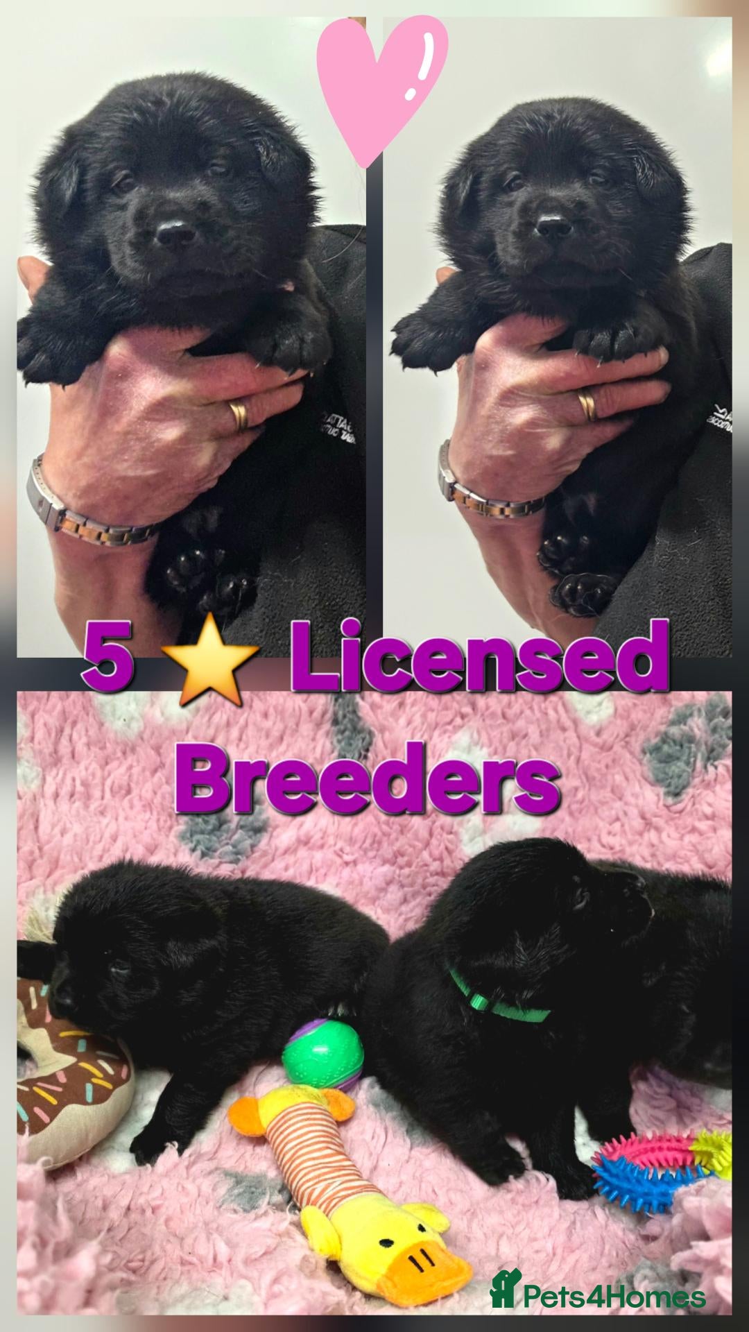 Mixed Breed dogs Gorgeous Chowador puppies. Chow x Lab - Advert 1