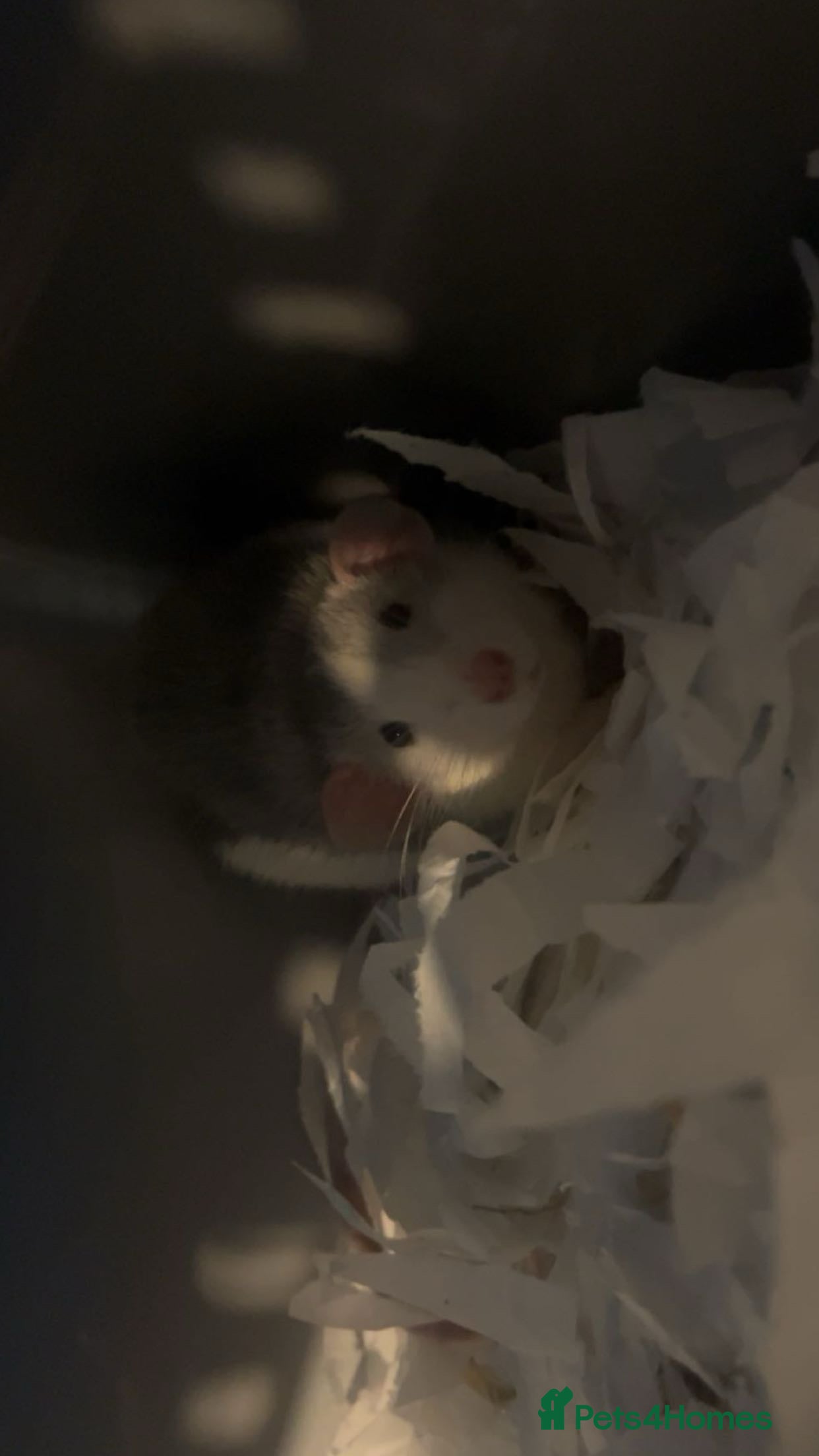 Rat rodents Basil and bandit  - Advert 5