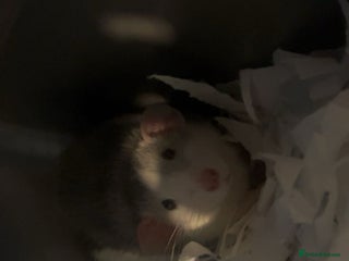 Rat rodents Basil and bandit - Advert 1