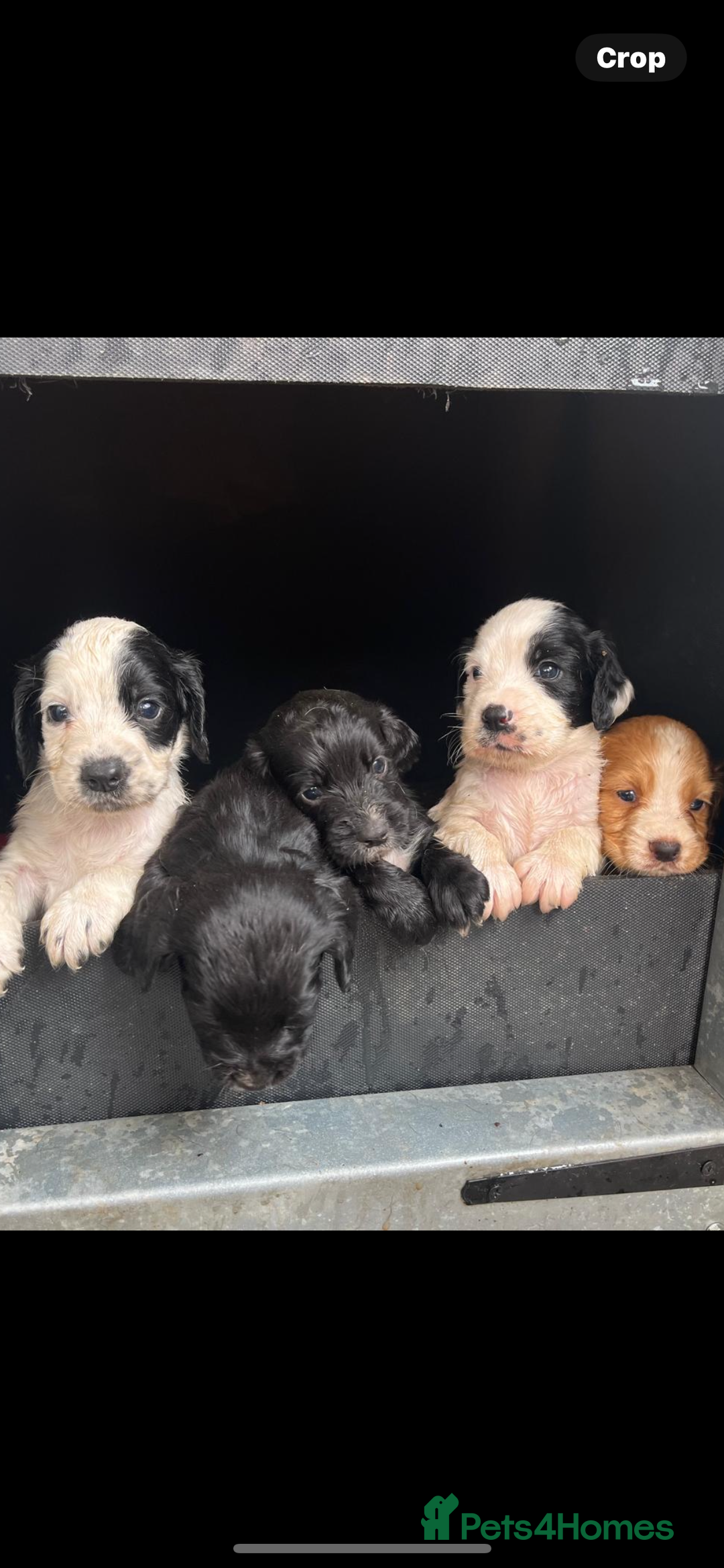 Cocker Spaniel dogs for sale: KC Registered Cocker Spaniels  - Image 2