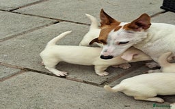 Jack Russell dogs for sale: Jolly Joyful Jack Russells  - Image 16
