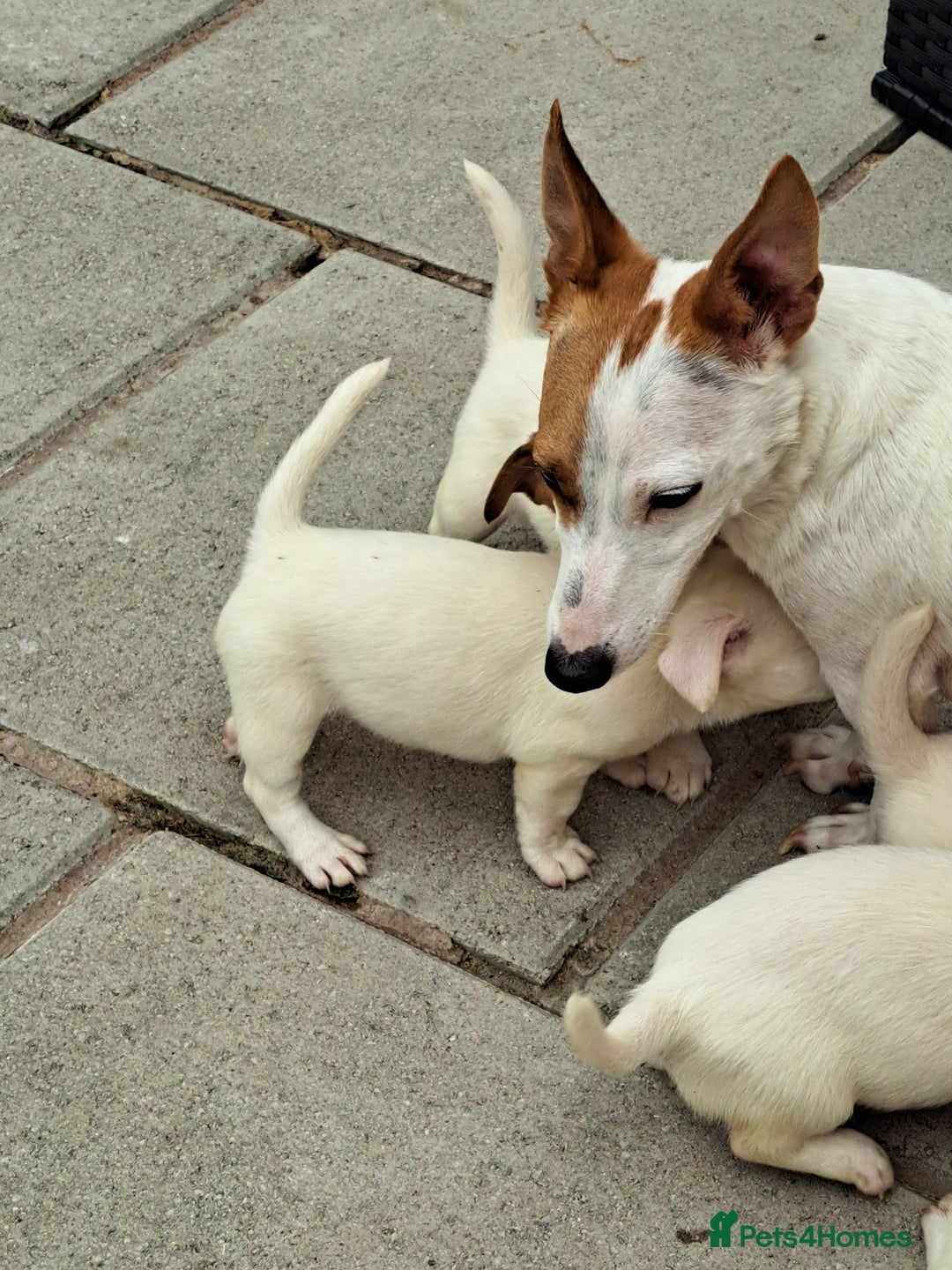 Jack Russell dogs for sale: Jolly Joyful Jack Russells  - Image 16