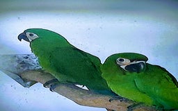 Macaws birds for sale: Chestnut fronted severe macaws - Image 11