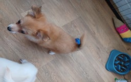 Pomchi dogs for sale: Pomchi - Image 9