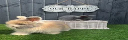 Angora rabbits for sale: Angora max faced bunnies  - Advert 2
