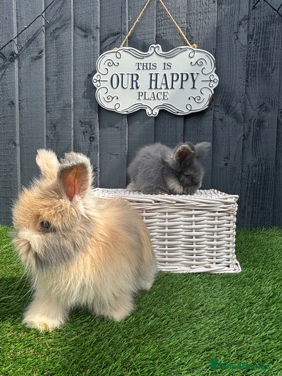 Angora rabbits for sale: Angora max faced bunnies  - Advert 2