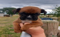Boxer dogs for sale: Beautiful chunky Boxer puppies - Image 2