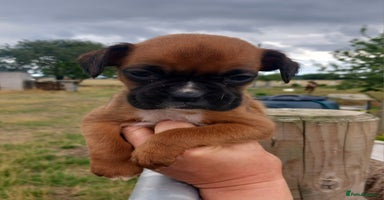 Boxer dogs - Advert 7