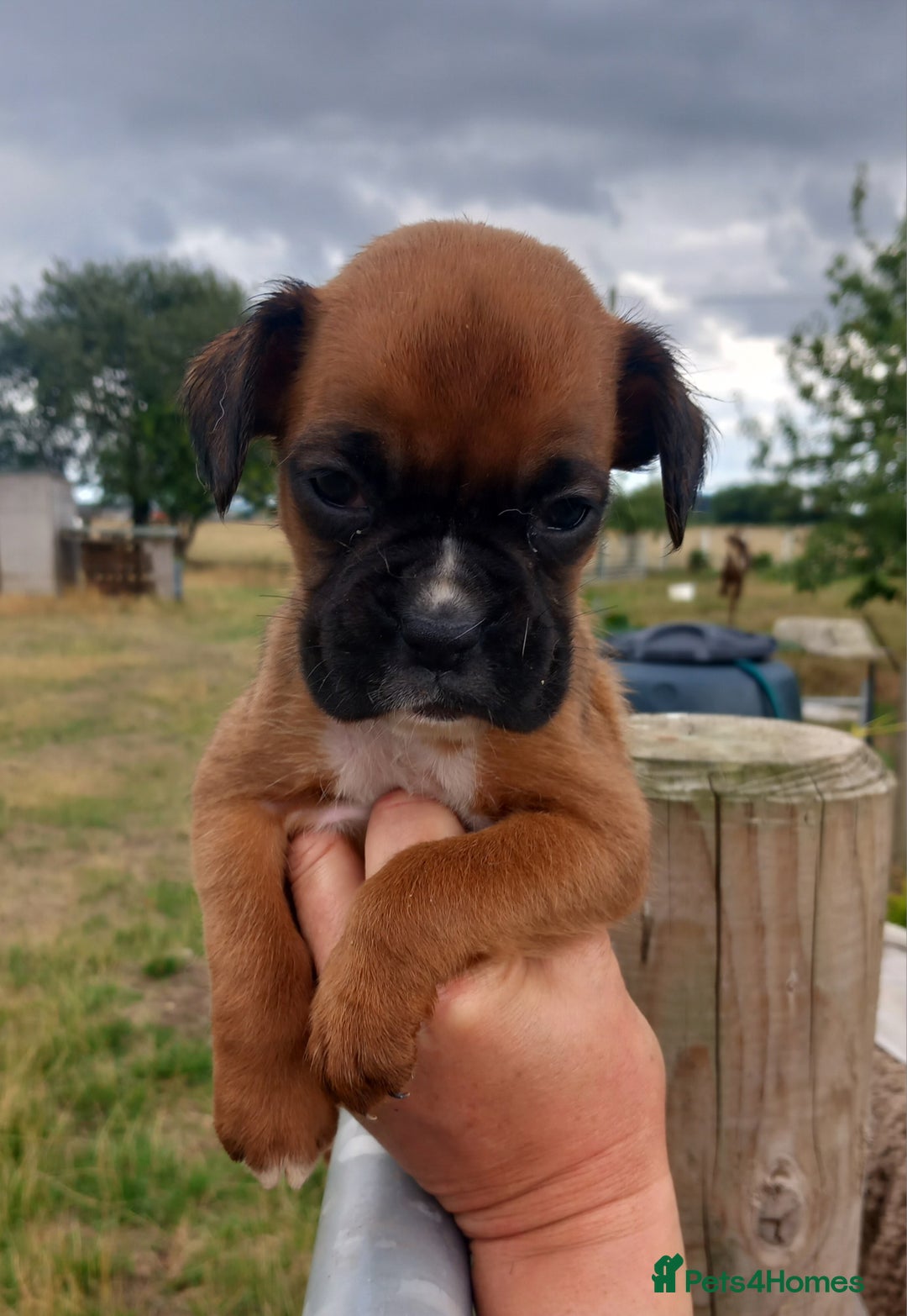 Boxer dogs for sale: Beautiful chunky Boxer puppies - Image 2