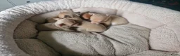 Chihuahua dogs for sale: Tiny chihuahuas 😌 - Advert 5