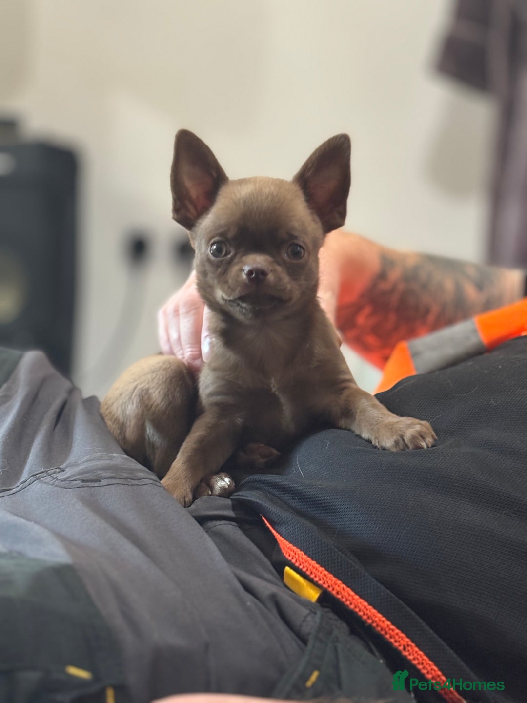 Chihuahua dogs for sale: Was my keeper, KC🩵 amazing future STUD or PET 🏡 - Image 1