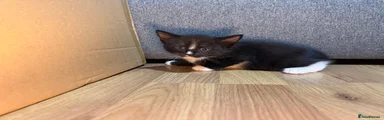 Korat Kitten 6