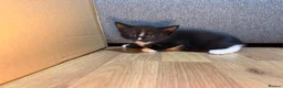 Korat cats for sale: Kittens Looking for Their Forever Homes - Advert 32