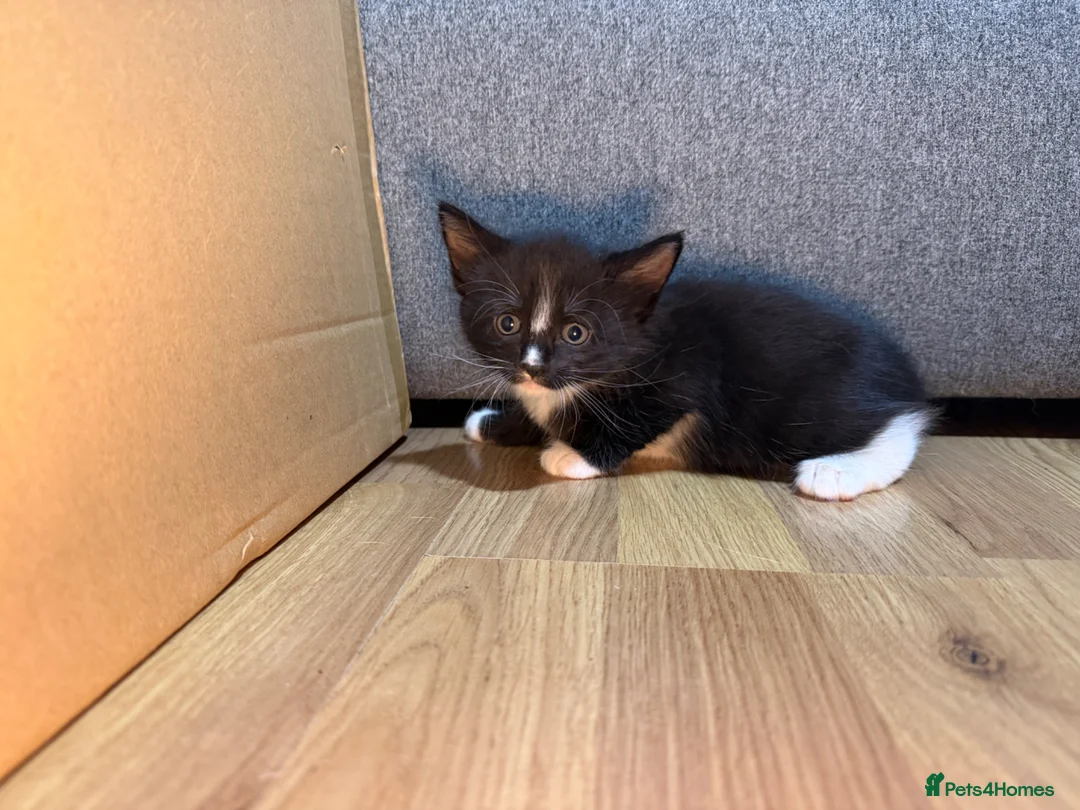 Korat cats for sale: Kittens Looking for Their Forever Homes - Advert 32