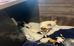 Jack Russell dogs for sale: Jack Russell  - Image 5